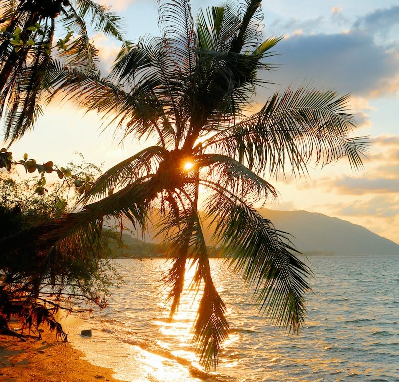 green palm trees on seashore during golden hour