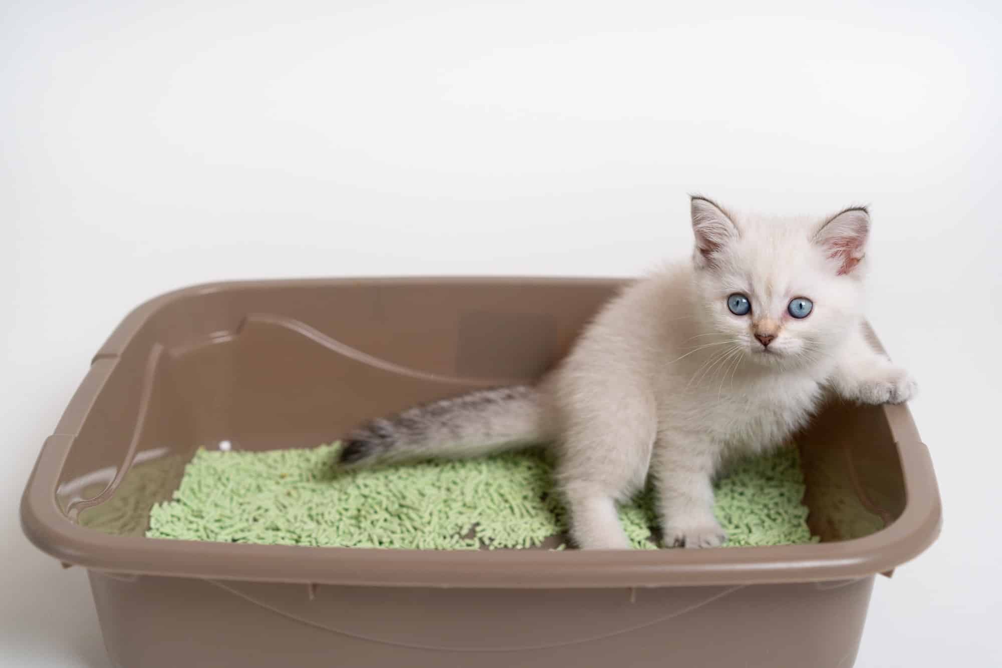 Litières pour chaton comment choisir la bonne